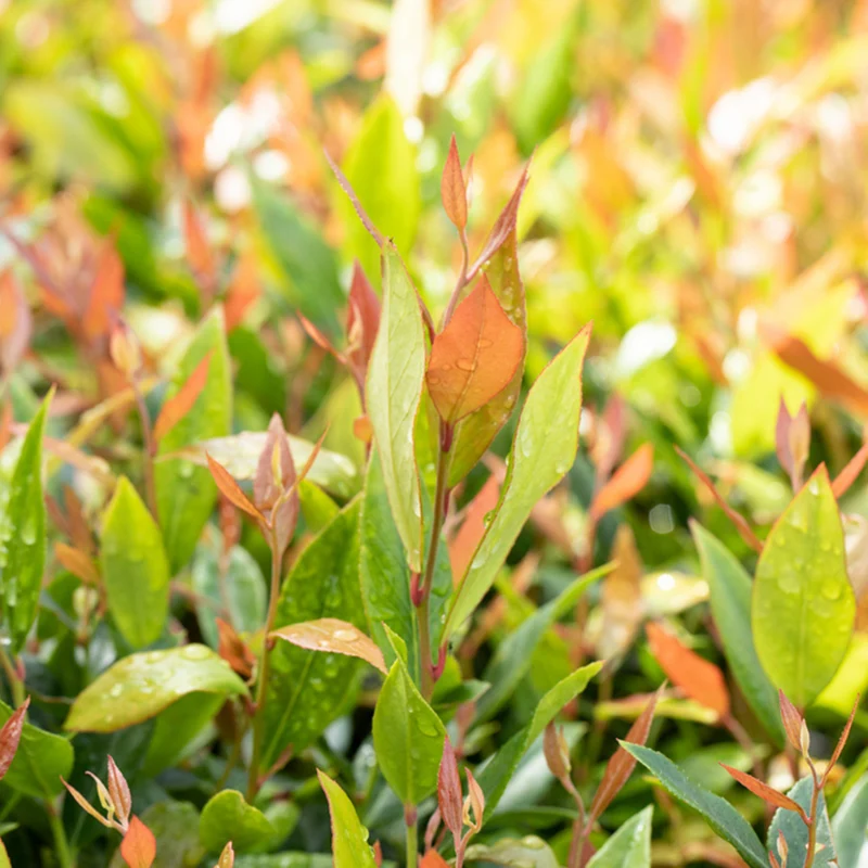 Traubenmyrthe 'Little Flames®'