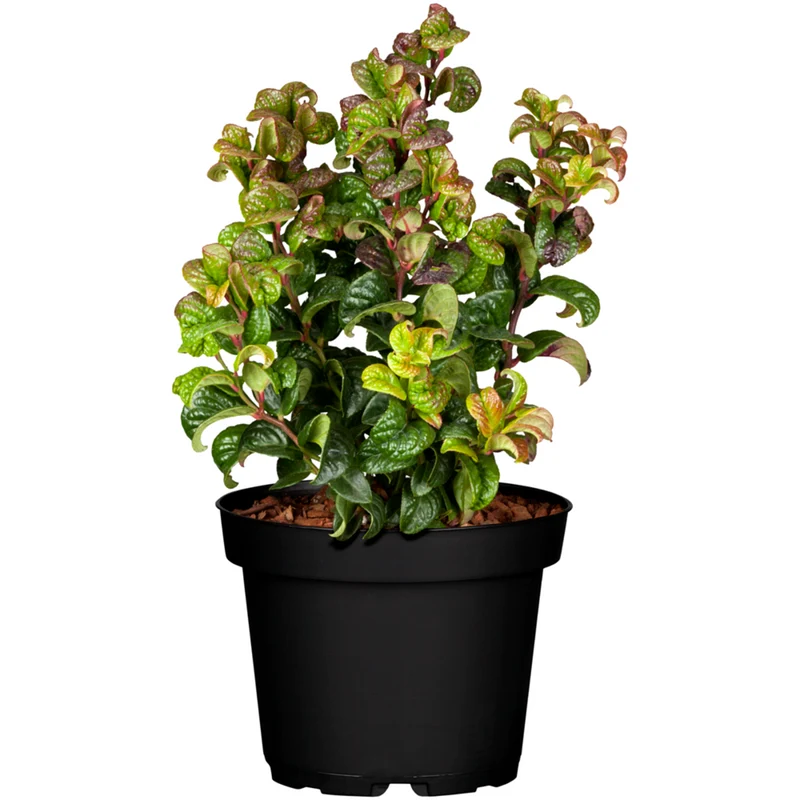 Traubenmyrthe 'Little Flames®'