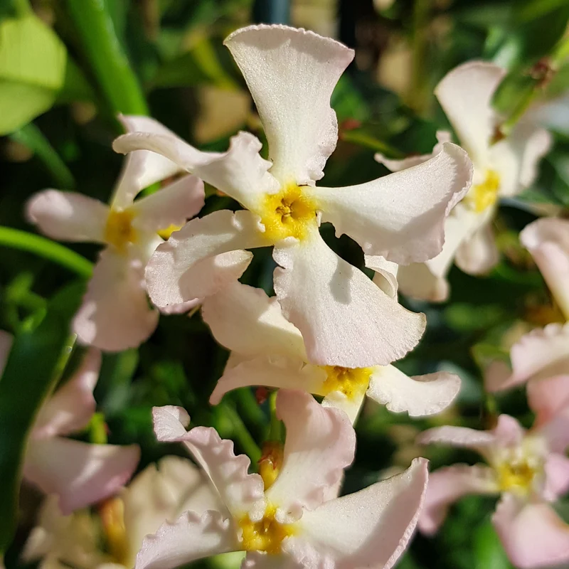 Sternjasmin ‘Pink Showers’