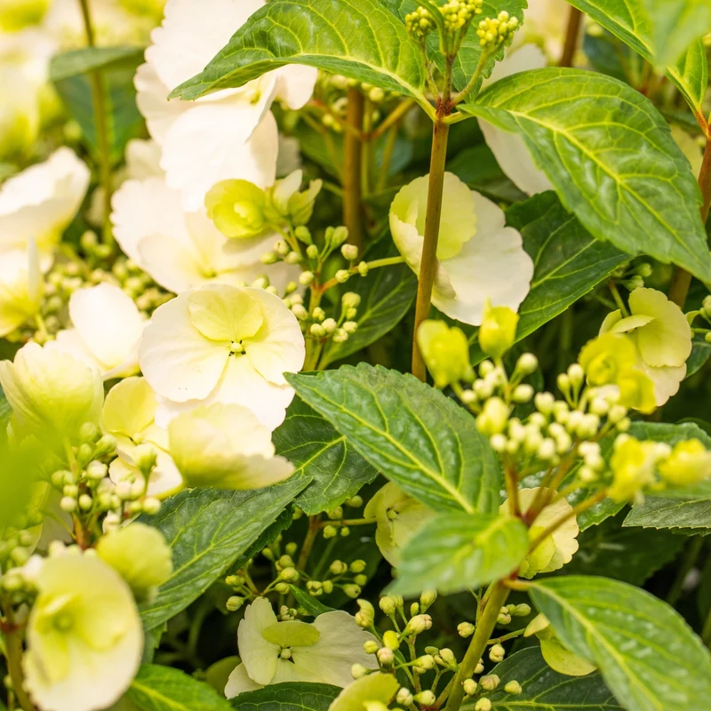 Girlandenhortensie 'Runaway Bride®'