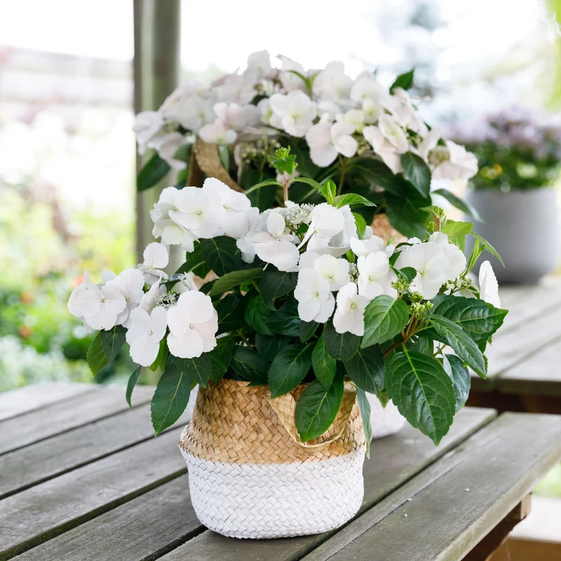 Girlandenhortensie 'Runaway Bride®'