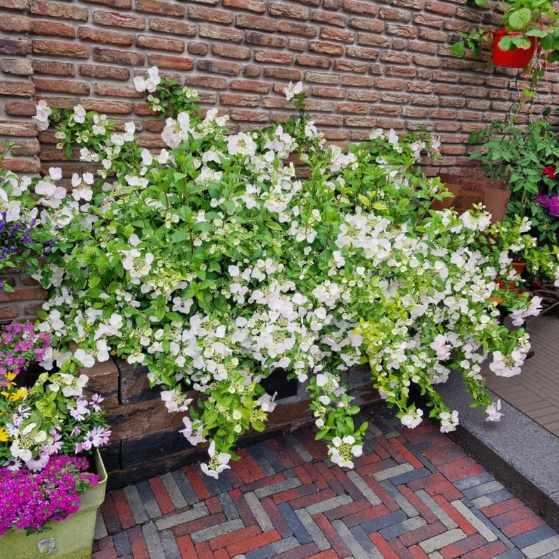 Girlandenhortensie 'Runaway Bride®'