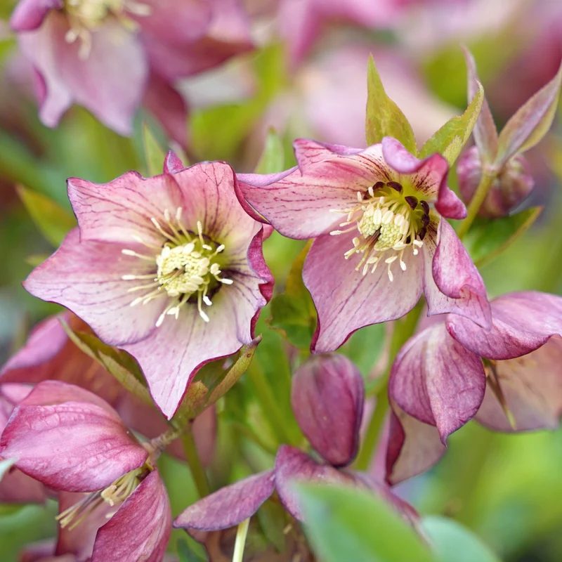 Lenzrose 'Pretty Ellen'