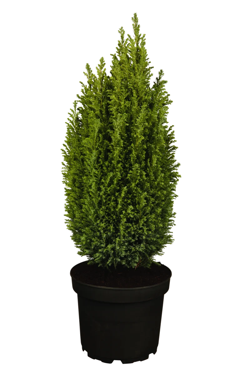 Kegelzypresse 'Ellwoodii'