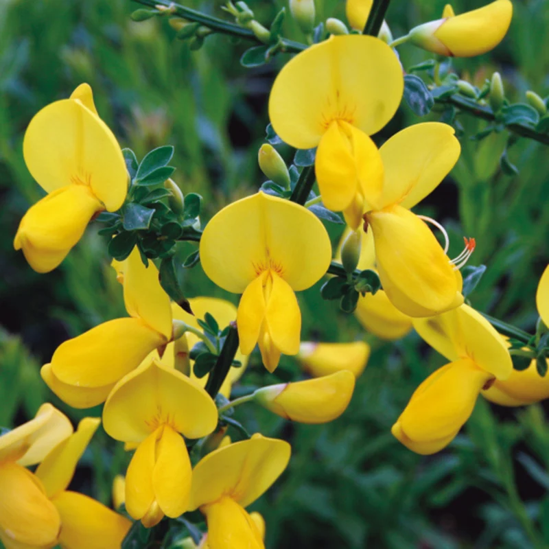 Edelginster 'Lunagold'