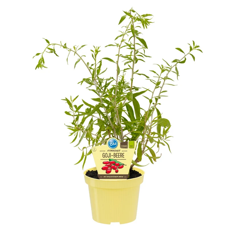Bio Goji-Beere