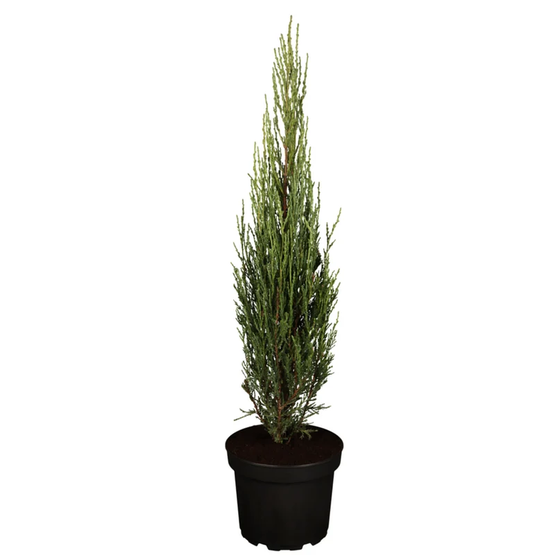 Blauer Zypressen-Wacholder 'Blue Arrow'