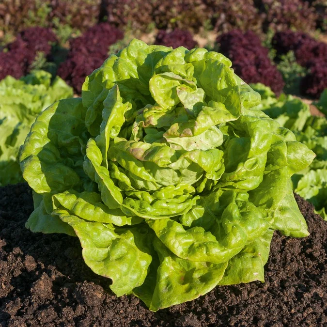 Kopfsalat ‘Reine de Mai’