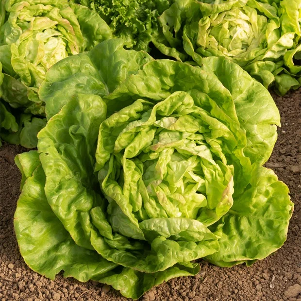 Kopfsalat ‘Reine de Mai’