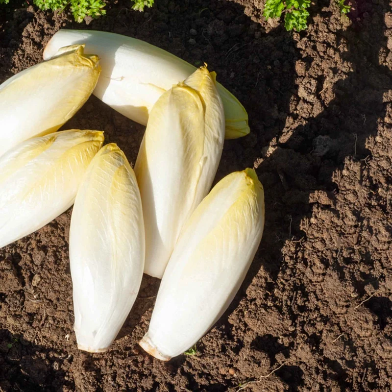 Chicorée ‘Witloof Normale’