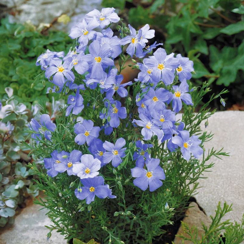 Blauer Stauden-Lein