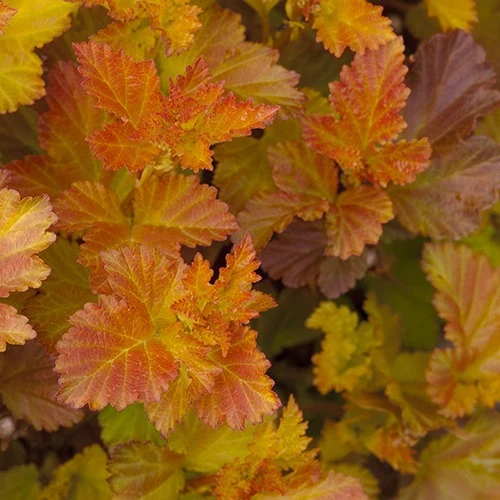 Fasanenspiere Amber Jubilee® Jefam