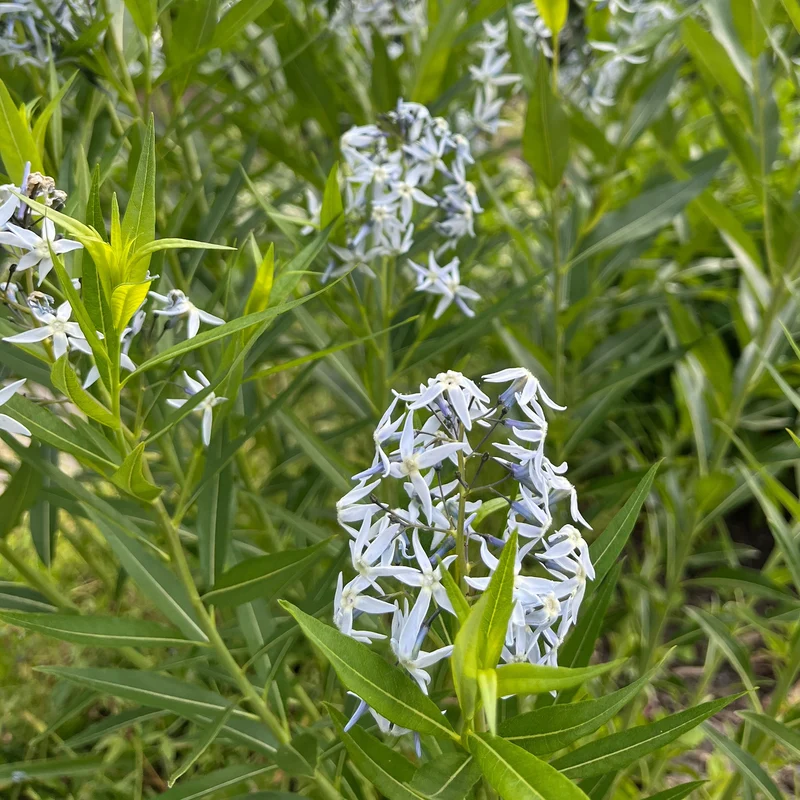 Blaustern-Weideblättrige Amsonie