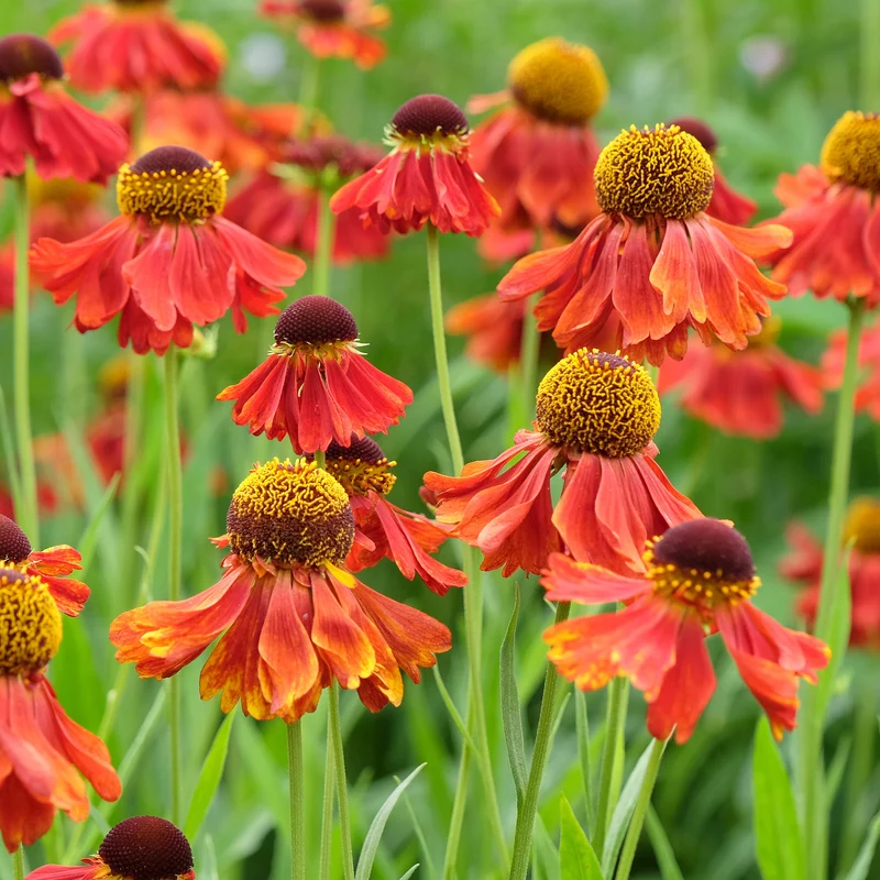 Sonnenbraut ‘Moerheim Beauty’