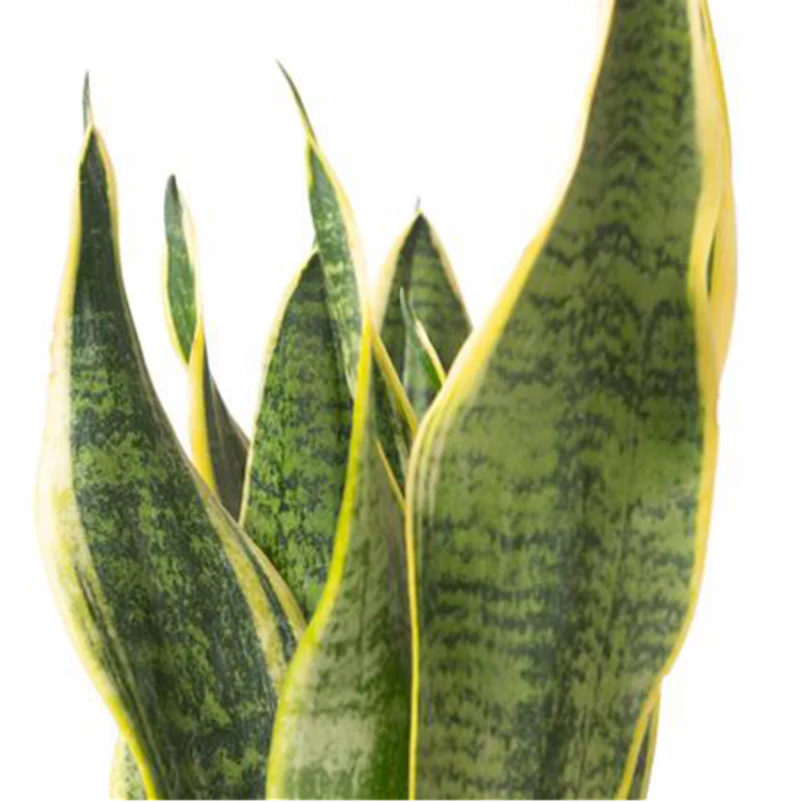 Bogenhanf 'Superba'