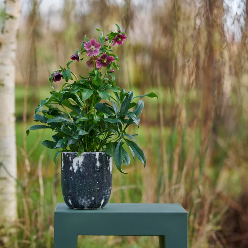Lenzrose 'Elsa®'