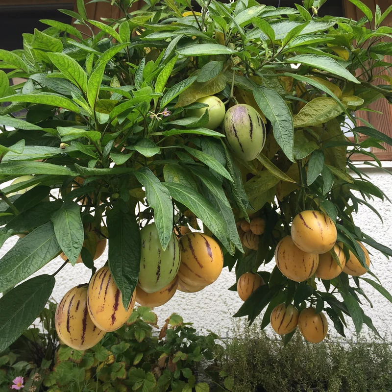 Bio Melonenbirne 'Pepino'
