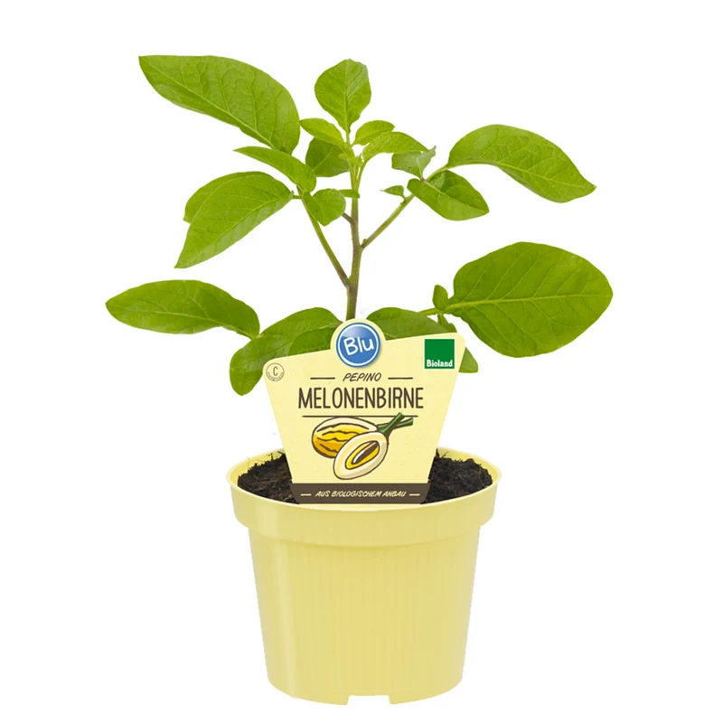 Bio Melonenbirne 'Pepino'