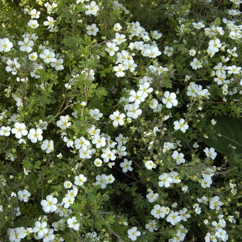 Fingerstrauch 'Abbotswood', 12 Pflanzen