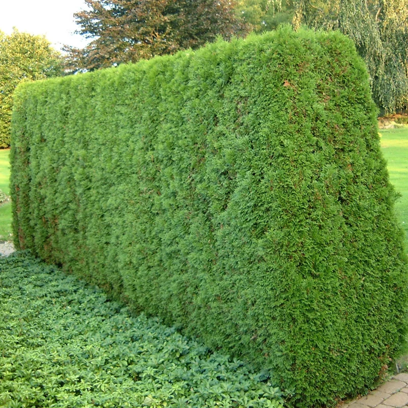 Lebensbaum 'Smaragd'
