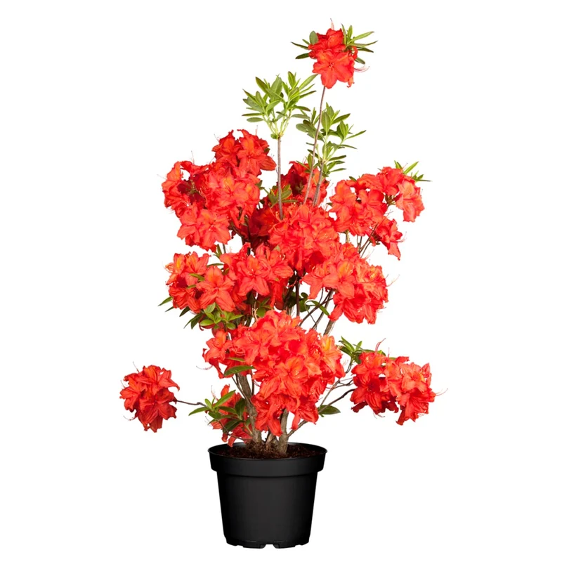 Sommergrüne Azalee 'Parkfeuer'