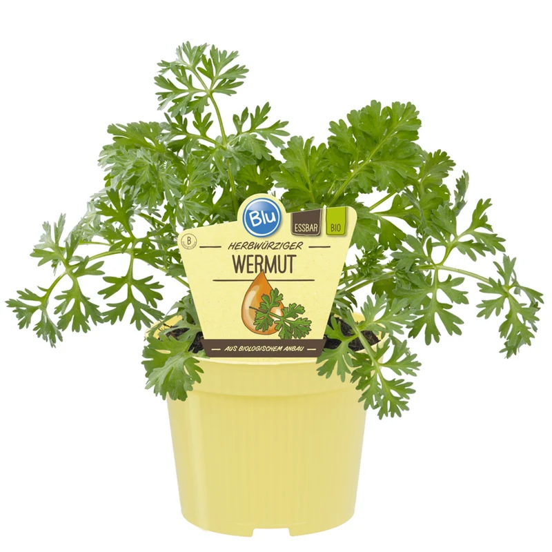 Bio Wermut