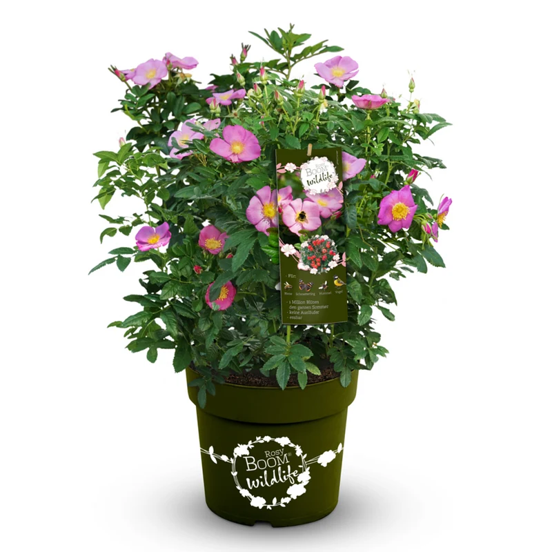 Strauchrose Rosy Boom® 'Wildlife'