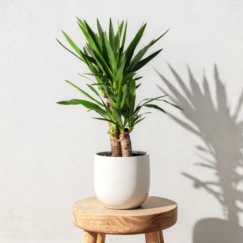 Yucca-Palme