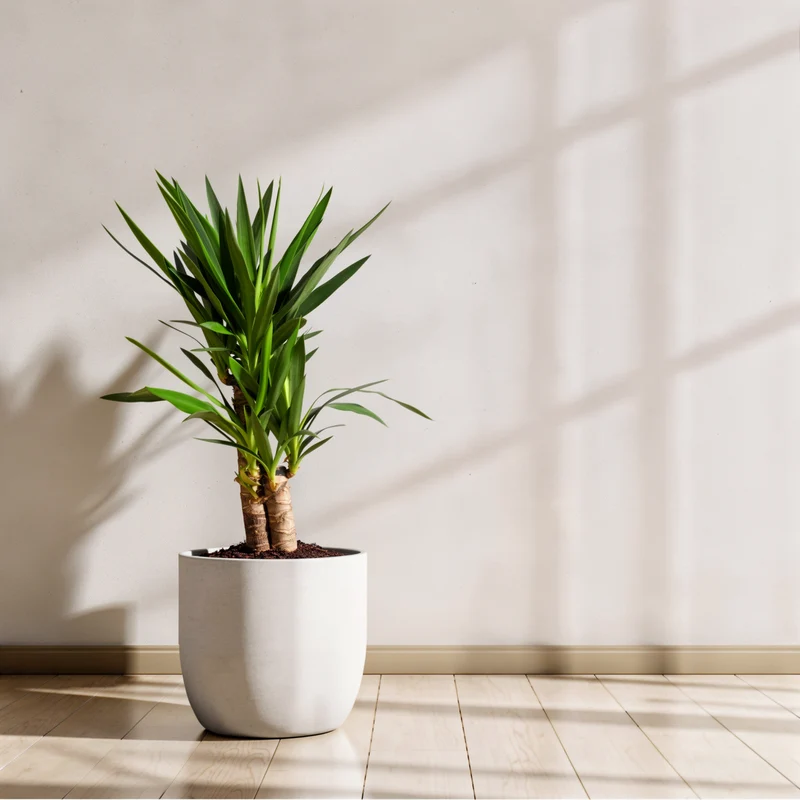 Yucca-Palme