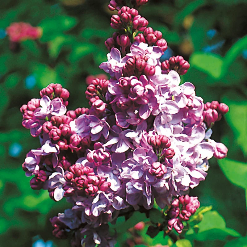 Edelflieder 'Katharine Havemeyer'
