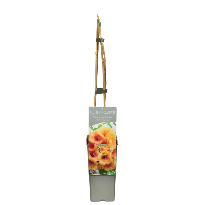 Klettertrompete 'Golden Trumpet®'