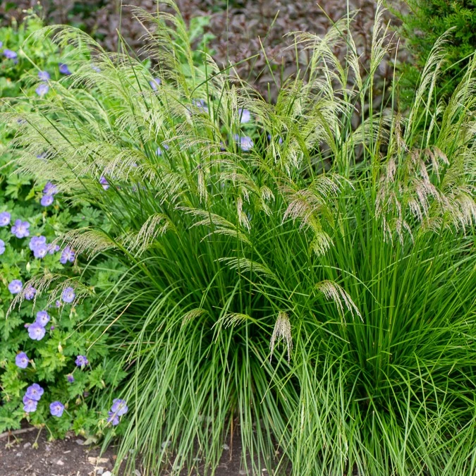 Schmiele 'Goldtau'
