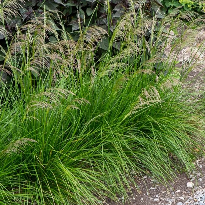 Schmiele 'Goldtau'