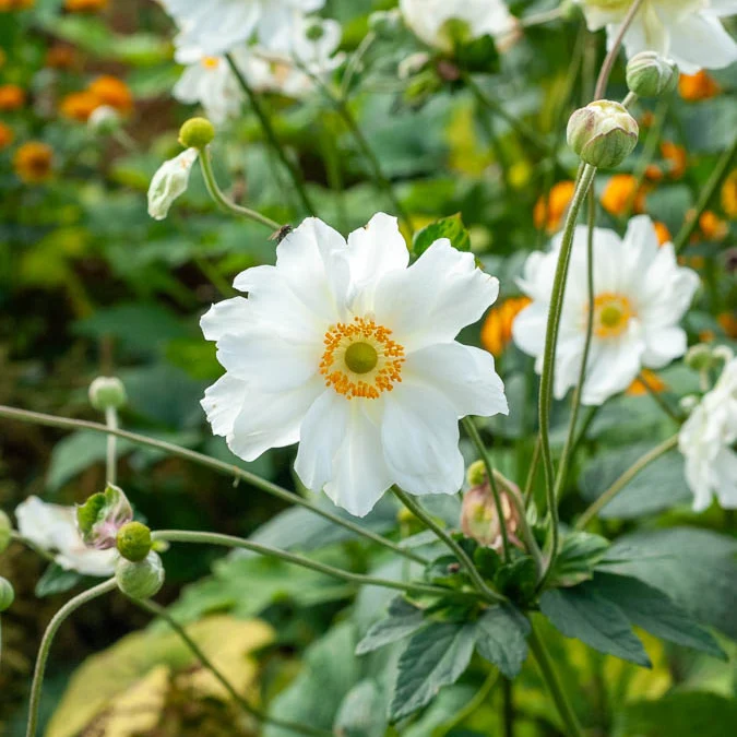 Herbst-Anemone ‘Whirlwind’