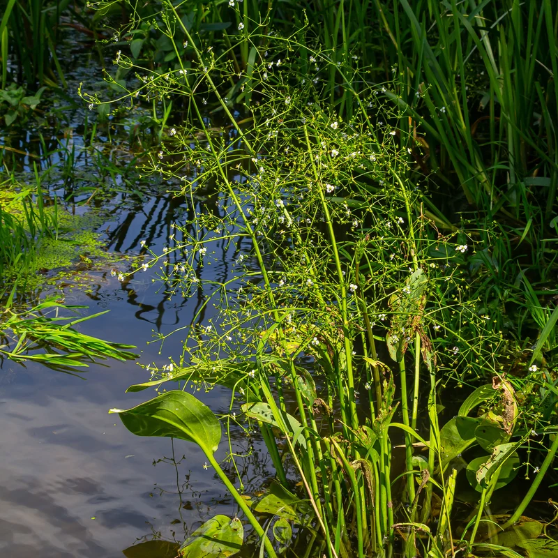 Lanzettblättriger Froschlöffel