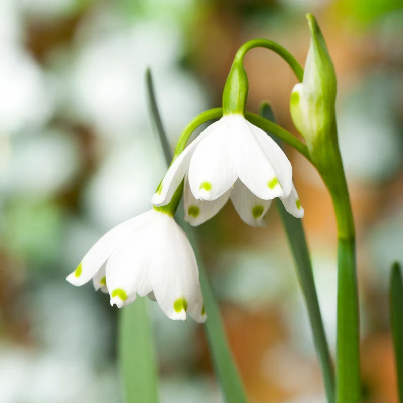 Sommer-Knotenblume 'Gravetey Giant'