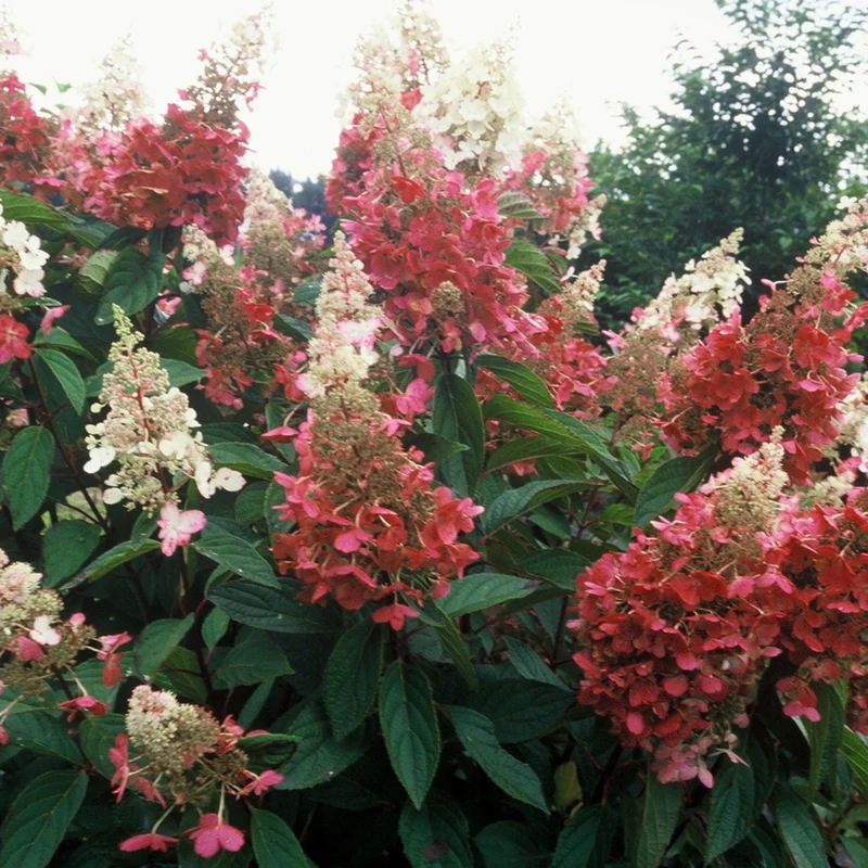 Rispenhortensie 'Pinky Winky®'