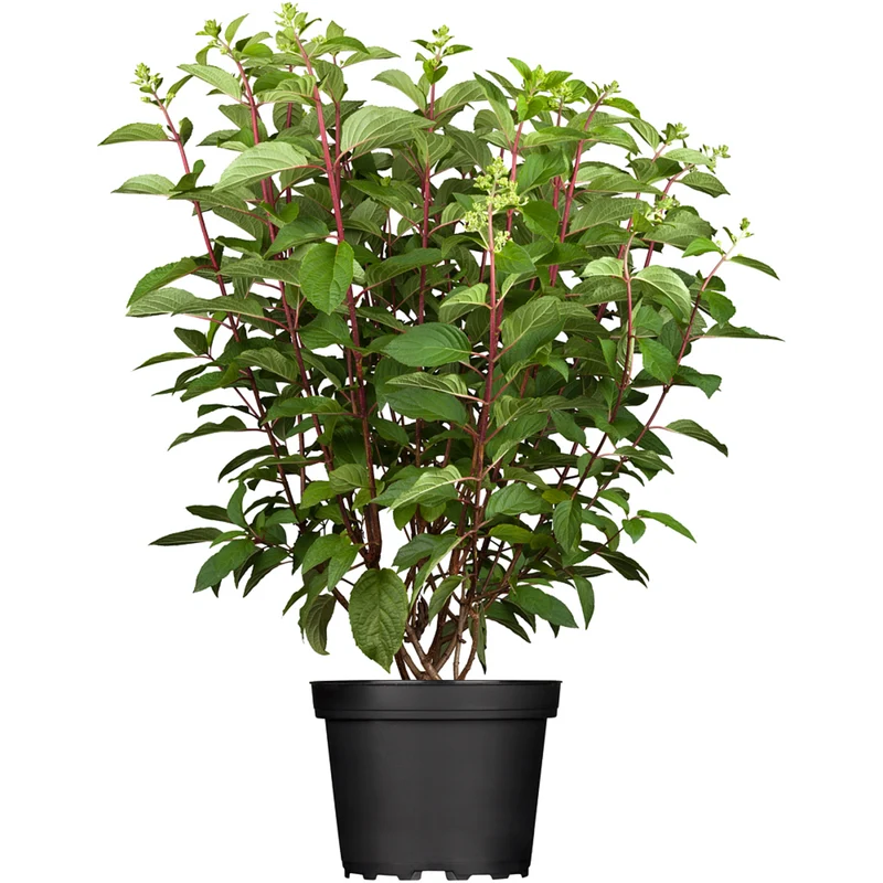 Rispenhortensie 'Pinky Winky®'