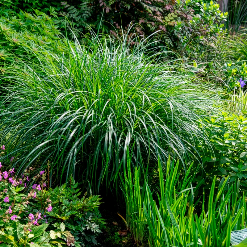 Eulalie Kleine Silberspinne Chinaschilf