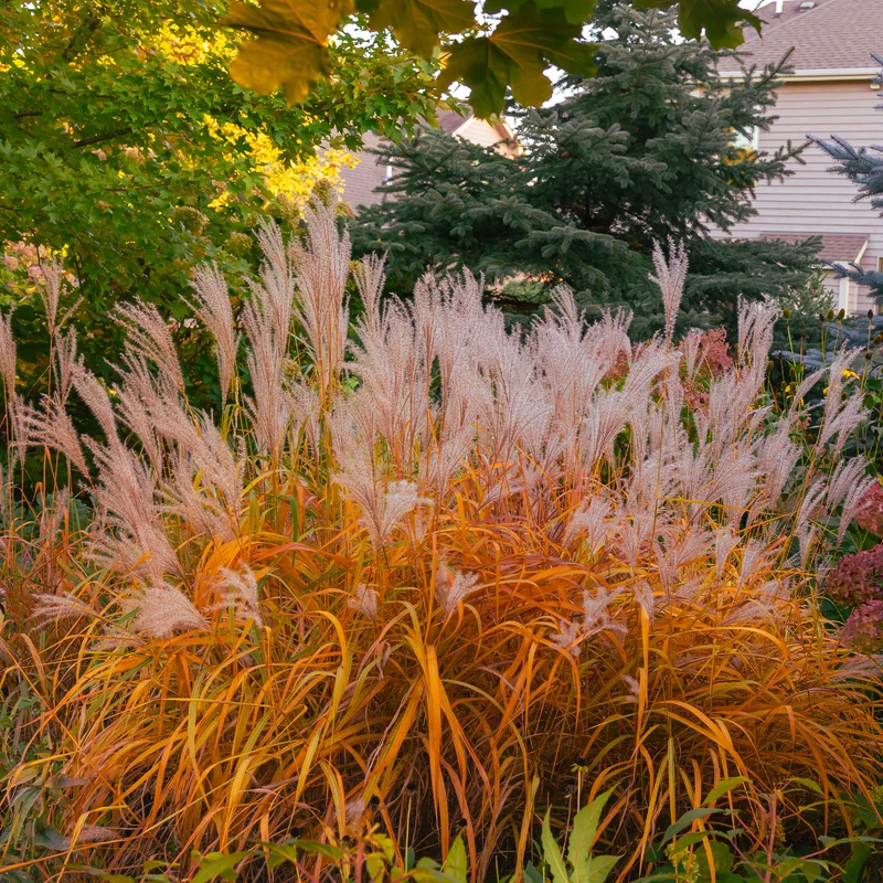 Chinaschilf 'Purpurascens'