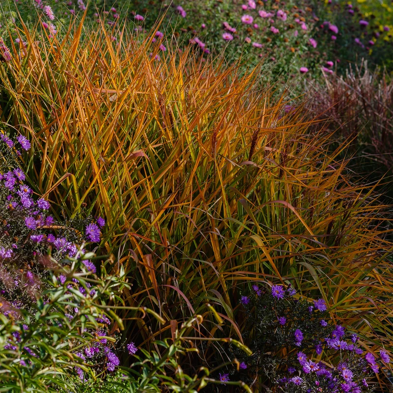 Chinaschilf 'Purpurascens'