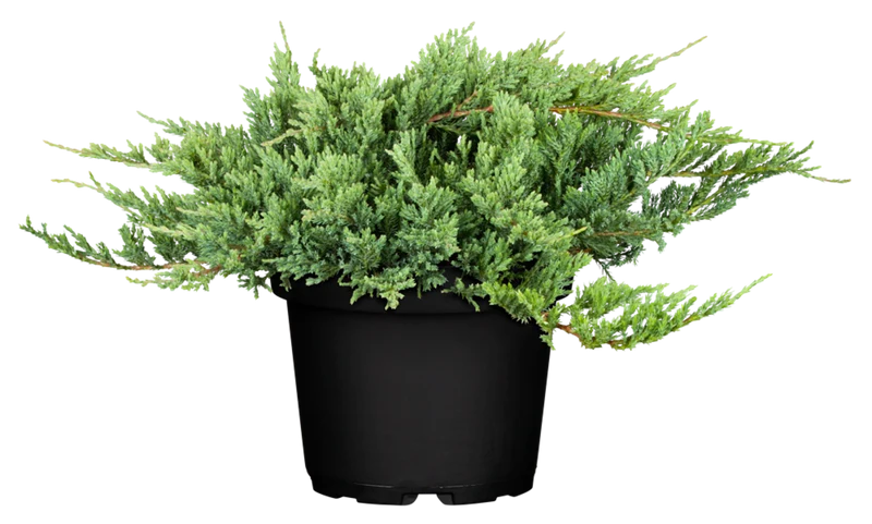 Teppichwacholder 'Blue Chip'