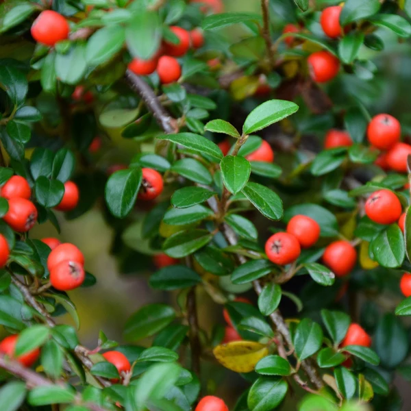 Zwergmispel 'Frieders Evergreen', 12 Pflanzen