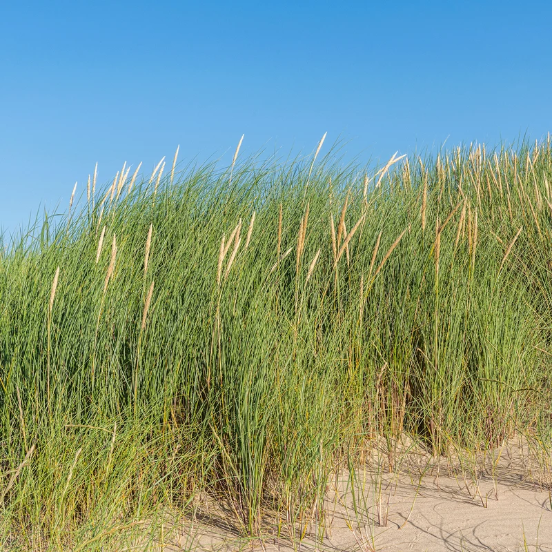 Strandhafer