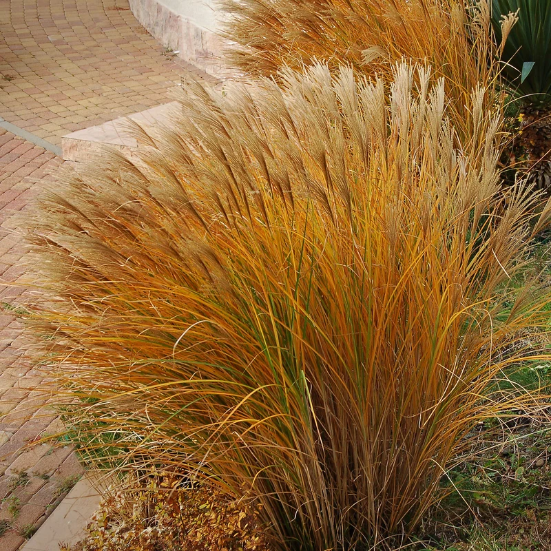 Chinaschilf 'Gracillimus'