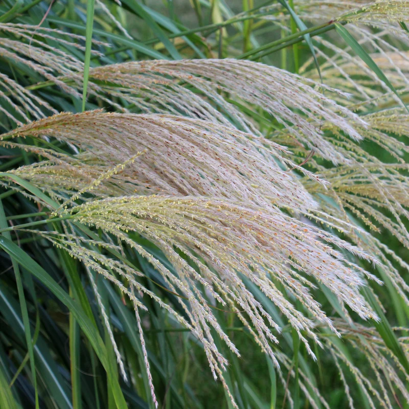 Chinaschilf 'Gracillimus'