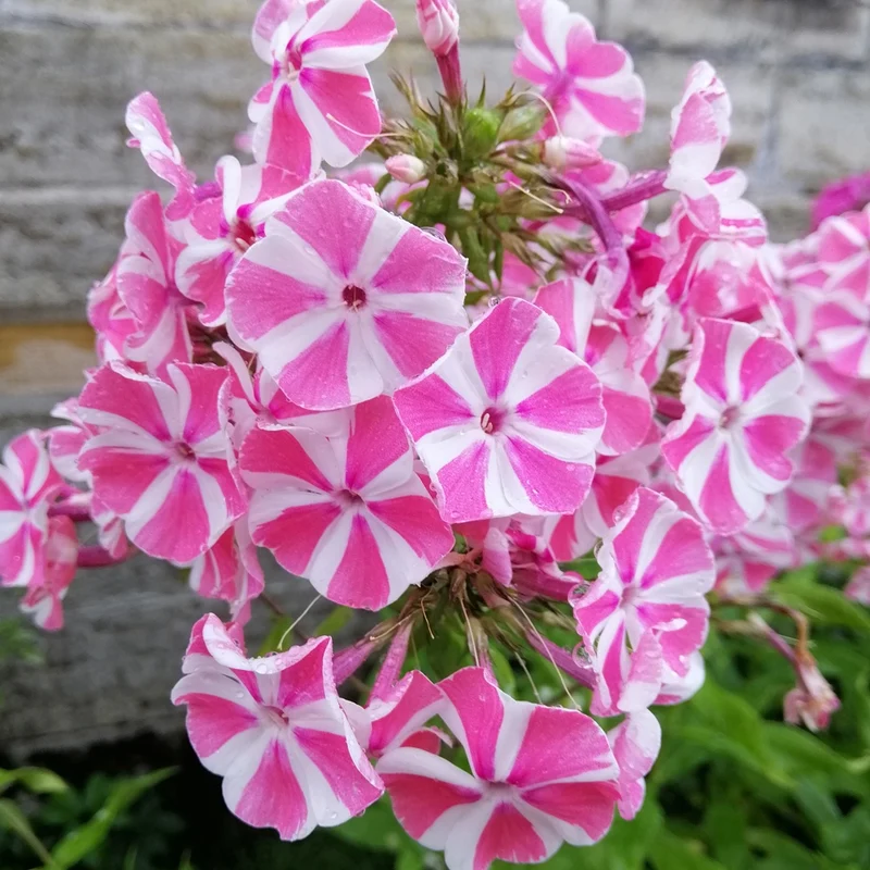 Flammenblume Peppermint Twist