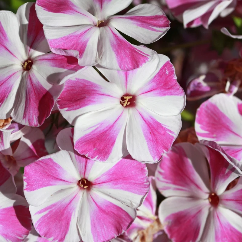 Flammenblume Bambini Candy Crush