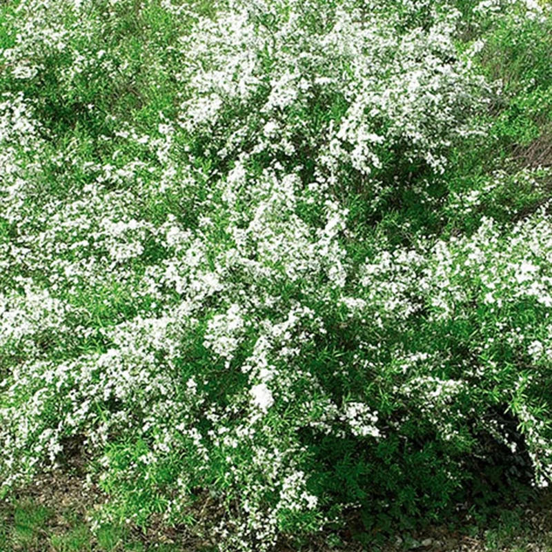 Thunbergs Spiere