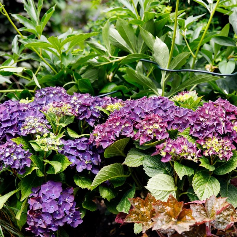 Bauernhortensie 'Music Collection Deep Purple Dance®'